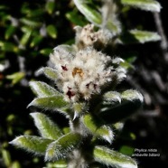 Phylica nitida  ambaville bâtard.rhamnaceae.endémique Réunion Maurice.jpeg